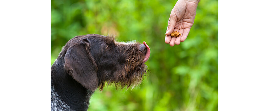 The Function of Treats